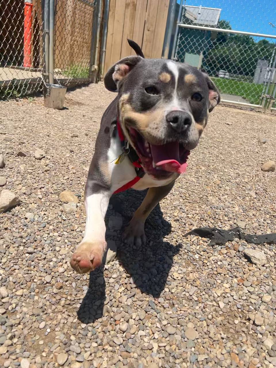 Shelter dog on a field trip